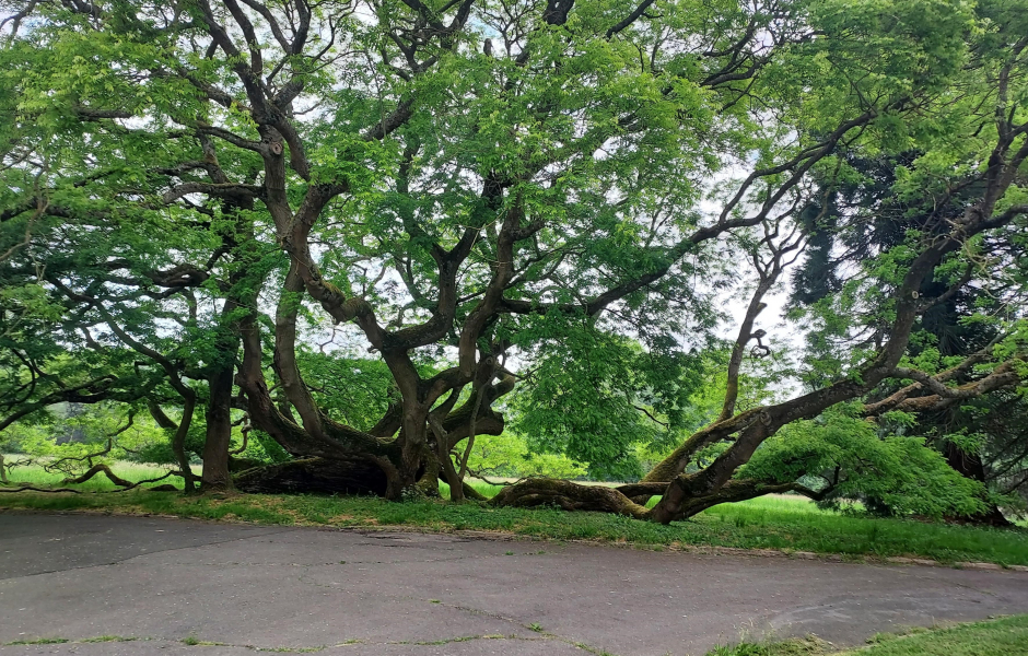 Photo 2 -  voir en plus grand (fenêtre modale)